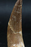 06122 - Finest Quality 2.30 Inch Partially Rooted Elasmosaur (Zarafasaura oceanis) Tooth