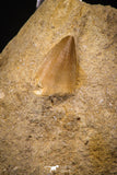 06900 - Top Beautiful Association of Prognathodon Anceps Tooth + Cretolamna (Mackerel Shark) Tooth