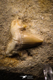 06900 - Top Beautiful Association of Prognathodon Anceps Tooth + Cretolamna (Mackerel Shark) Tooth