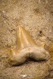 06900 - Top Beautiful Association of Prognathodon Anceps Tooth + Cretolamna (Mackerel Shark) Tooth