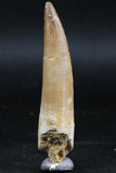 06123 - Well Preserved 2.46 Inch Partially Rooted Elasmosaur (Zarafasaura oceanis) Tooth