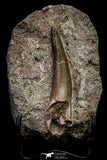 20788 - Finest Quality 2.59 Inch Elasmosaur (Zarafasaura oceanis) Tooth in Matrix