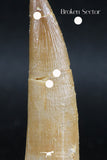 06123 - Well Preserved 2.46 Inch Partially Rooted Elasmosaur (Zarafasaura oceanis) Tooth