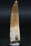 06123 - Well Preserved 2.46 Inch Partially Rooted Elasmosaur (Zarafasaura oceanis) Tooth