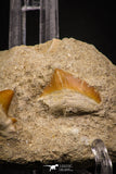 06901 - Finest Association Cretolamna (mackerel shark) Tooth + Squalicorax (Crow Shark) Tooth in Matrix