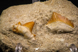 06901 - Finest Association Cretolamna (mackerel shark) Tooth + Squalicorax (Crow Shark) Tooth in Matrix