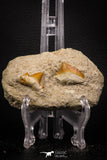 06901 - Finest Association Cretolamna (mackerel shark) Tooth + Squalicorax (Crow Shark) Tooth in Matrix