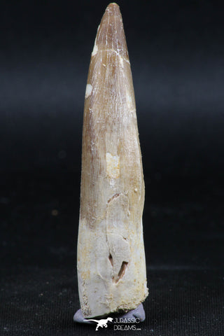 06124 - Top Quality 2.52 Inch Partially Rooted Elasmosaur (Zarafasaura oceanis) Tooth