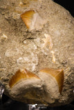 06902 - Top Quality Association of 3 Squalicorax pristodontus (Crow Shark) Tooth in Natural Matrix