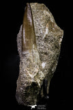 20789 - Finest Quality 1.96 Inch Elasmosaur (Zarafasaura oceanis) Tooth in Matrix