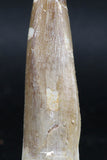 06124 - Top Quality 2.52 Inch Partially Rooted Elasmosaur (Zarafasaura oceanis) Tooth