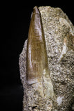 20789 - Finest Quality 1.96 Inch Elasmosaur (Zarafasaura oceanis) Tooth in Matrix