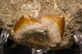 06902 - Top Quality Association of 3 Squalicorax pristodontus (Crow Shark) Tooth in Natural Matrix