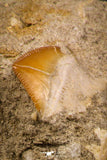 06902 - Top Quality Association of 3 Squalicorax pristodontus (Crow Shark) Tooth in Natural Matrix