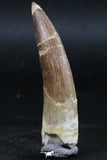 06125 - Top Quality 2.14 Inch Partially Rooted Elasmosaur (Zarafasaura oceanis) Tooth