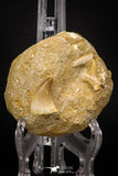 06903 - Top Beautiful Association of Prognathodon Anceps Tooth + Cretolamna (Mackerel Shark) Tooth