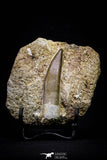 20790 - Finest Quality 2.54 Inch Elasmosaur (Zarafasaura oceanis) Tooth in Matrix