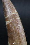 06125 - Top Quality 2.14 Inch Partially Rooted Elasmosaur (Zarafasaura oceanis) Tooth