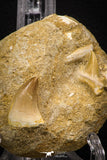 06903 - Top Beautiful Association of Prognathodon Anceps Tooth + Cretolamna (Mackerel Shark) Tooth