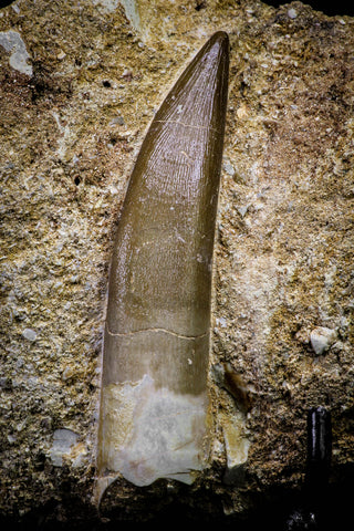 20790 - Finest Quality 2.54 Inch Elasmosaur (Zarafasaura oceanis) Tooth in Matrix