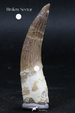 06125 - Top Quality 2.14 Inch Partially Rooted Elasmosaur (Zarafasaura oceanis) Tooth