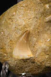 06903 - Top Beautiful Association of Prognathodon Anceps Tooth + Cretolamna (Mackerel Shark) Tooth