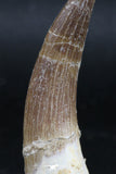 06125 - Top Quality 2.14 Inch Partially Rooted Elasmosaur (Zarafasaura oceanis) Tooth