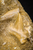 06903 - Top Beautiful Association of Prognathodon Anceps Tooth + Cretolamna (Mackerel Shark) Tooth