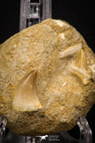 06903 - Top Beautiful Association of Prognathodon Anceps Tooth + Cretolamna (Mackerel Shark) Tooth