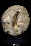 20791 - Finest Quality 2.52 Inch Elasmosaur (Zarafasaura oceanis) Tooth in Matrix