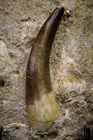 20791 - Finest Quality 2.52 Inch Elasmosaur (Zarafasaura oceanis) Tooth in Matrix