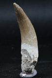 06126 - Nicely Preserved 2.19 Inch Partially Rooted Elasmosaur (Zarafasaura oceanis) Tooth