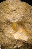 06904 - Finest Association Cretolamna (mackerel shark) Tooth + Squalicorax (Crow Shark) Tooth in Matrix