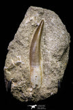 20792 - Finest Quality 2.48 Inch Elasmosaur (Zarafasaura oceanis) Tooth in Matrix