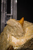 06905 - Top Beautiful Association of Prognathodon Anceps Tooth + Cretolamna (Mackerel Shark) Tooth