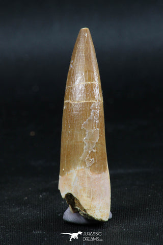 06127 - Top Quality 2.19 Inch Partially Rooted Elasmosaur (Zarafasaura oceanis) Tooth