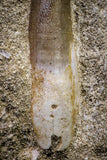 20792 - Finest Quality 2.48 Inch Elasmosaur (Zarafasaura oceanis) Tooth in Matrix