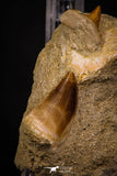 06905 - Top Beautiful Association of Prognathodon Anceps Tooth + Cretolamna (Mackerel Shark) Tooth
