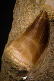 06905 - Top Beautiful Association of Prognathodon Anceps Tooth + Cretolamna (Mackerel Shark) Tooth