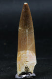 06127 - Top Quality 2.19 Inch Partially Rooted Elasmosaur (Zarafasaura oceanis) Tooth