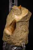 06905 - Top Beautiful Association of Prognathodon Anceps Tooth + Cretolamna (Mackerel Shark) Tooth