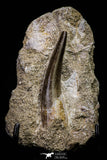 20793 - Finest Quality 2.17 Inch Elasmosaur (Zarafasaura oceanis) Tooth in Matrix