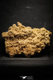 22208 - Museum Grade 13.23 in Desert Rose (Selenite) - Sahara Desert