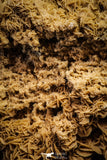 22208 - Museum Grade 13.23 in Desert Rose (Selenite) - Sahara Desert