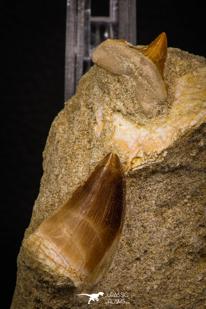 06905 - Top Beautiful Association of Prognathodon Anceps Tooth + Cretolamna (Mackerel Shark) Tooth