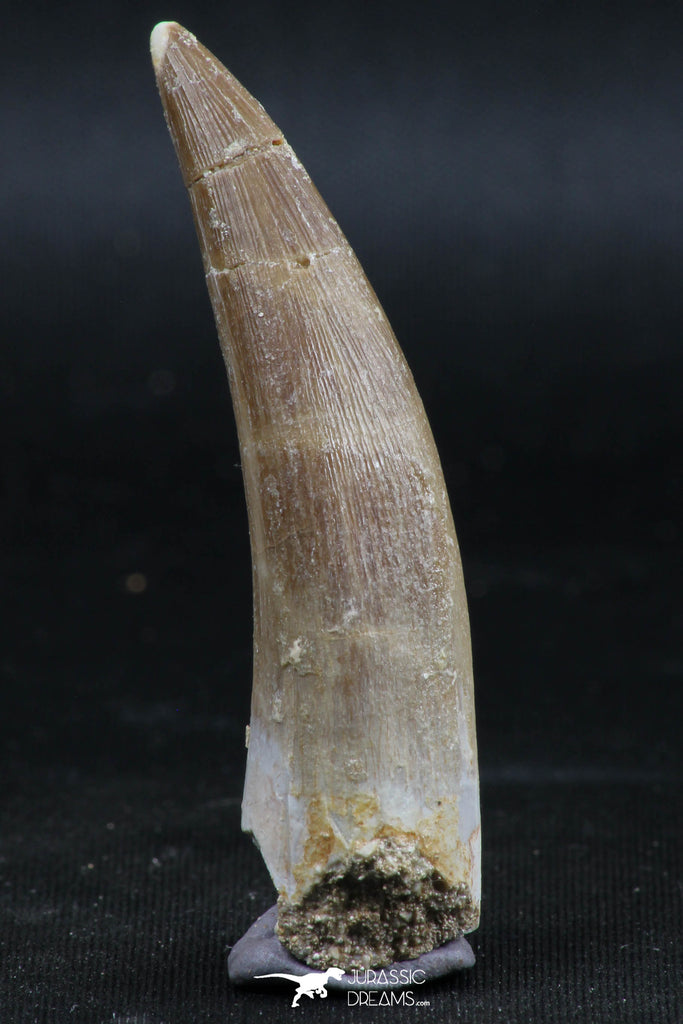 06128 - Nicely Preserved 2.22 Inch Partially Rooted Elasmosaur (Zarafasaura oceanis) Tooth