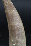 06128 - Nicely Preserved 2.22 Inch Partially Rooted Elasmosaur (Zarafasaura oceanis) Tooth