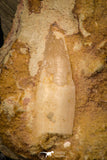 06906 - Rare Association of Rooted Spinosaurus Dinosaur Tooth + Partial Onchopristis Rostral Tooth