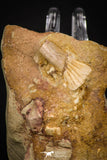 06906 - Rare Association of Rooted Spinosaurus Dinosaur Tooth + Partial Onchopristis Rostral Tooth