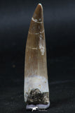 06128 - Nicely Preserved 2.22 Inch Partially Rooted Elasmosaur (Zarafasaura oceanis) Tooth